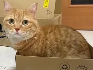 R*n様 オレンジネコ オレンジ色で短足の猫を探しています。