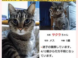 探してます。オレンジかかったキジトラ猫口の周りが丸く白