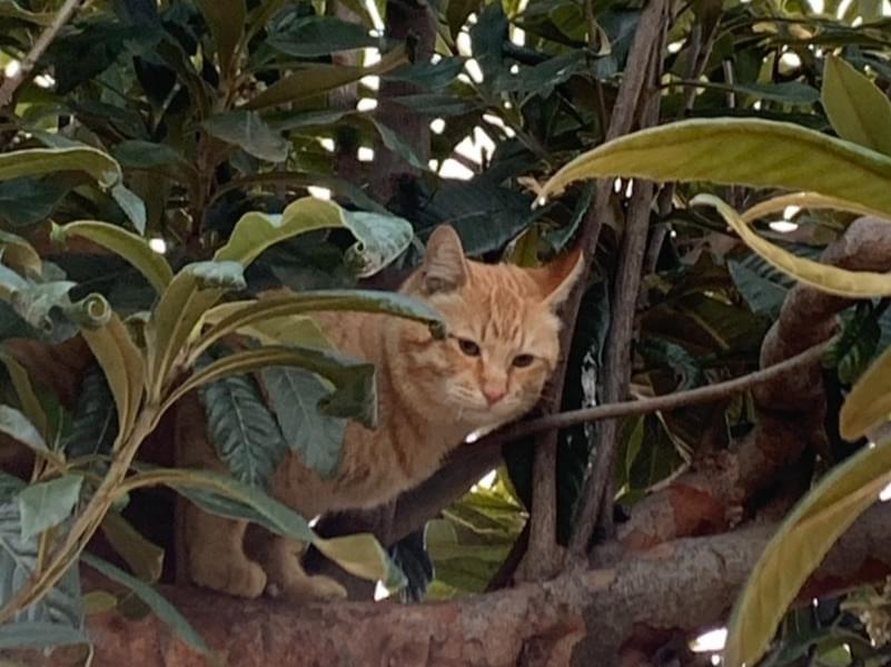 目撃された猫 目撃された猫
