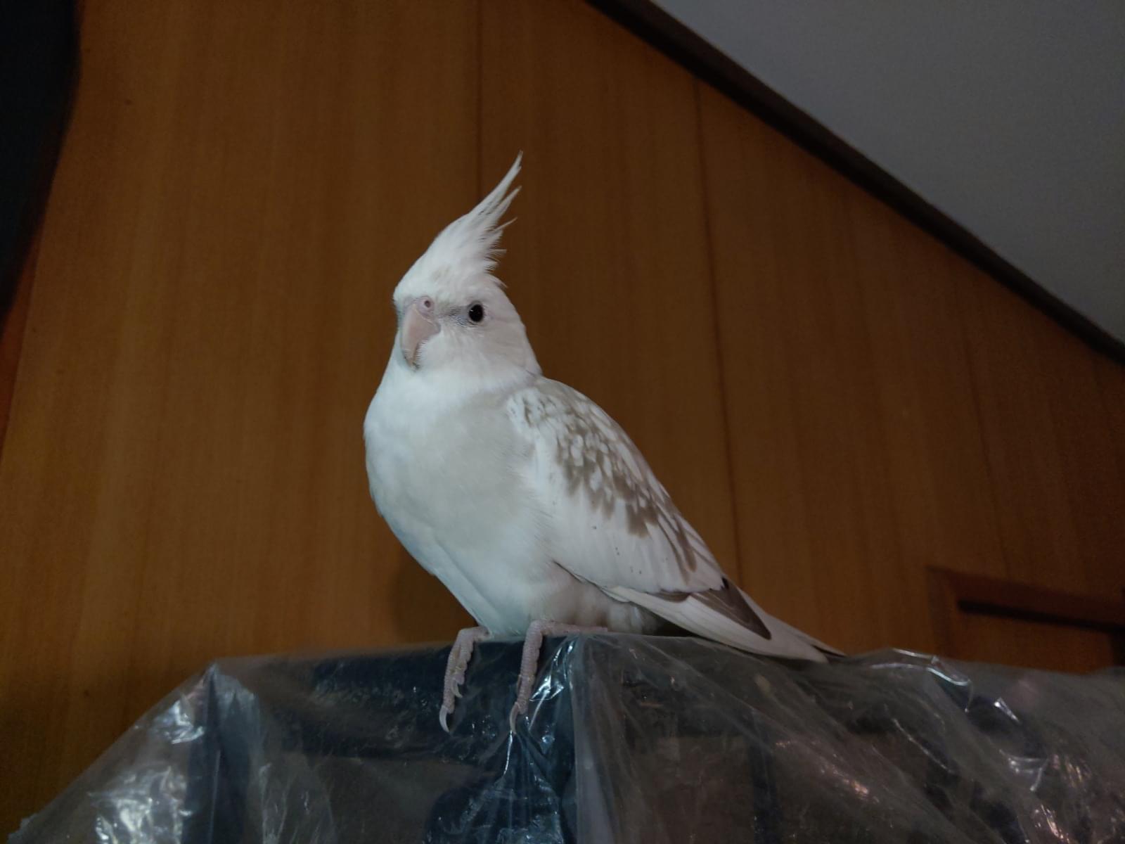 ポッポちゃん ポッポちゃん