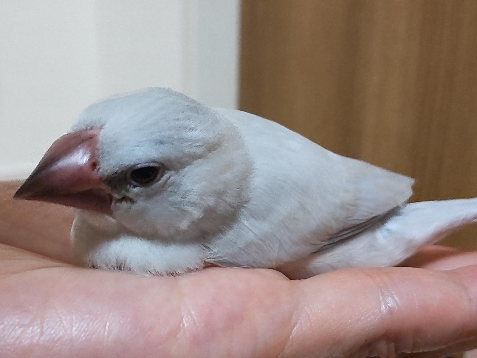 てんちゃん てんちゃん