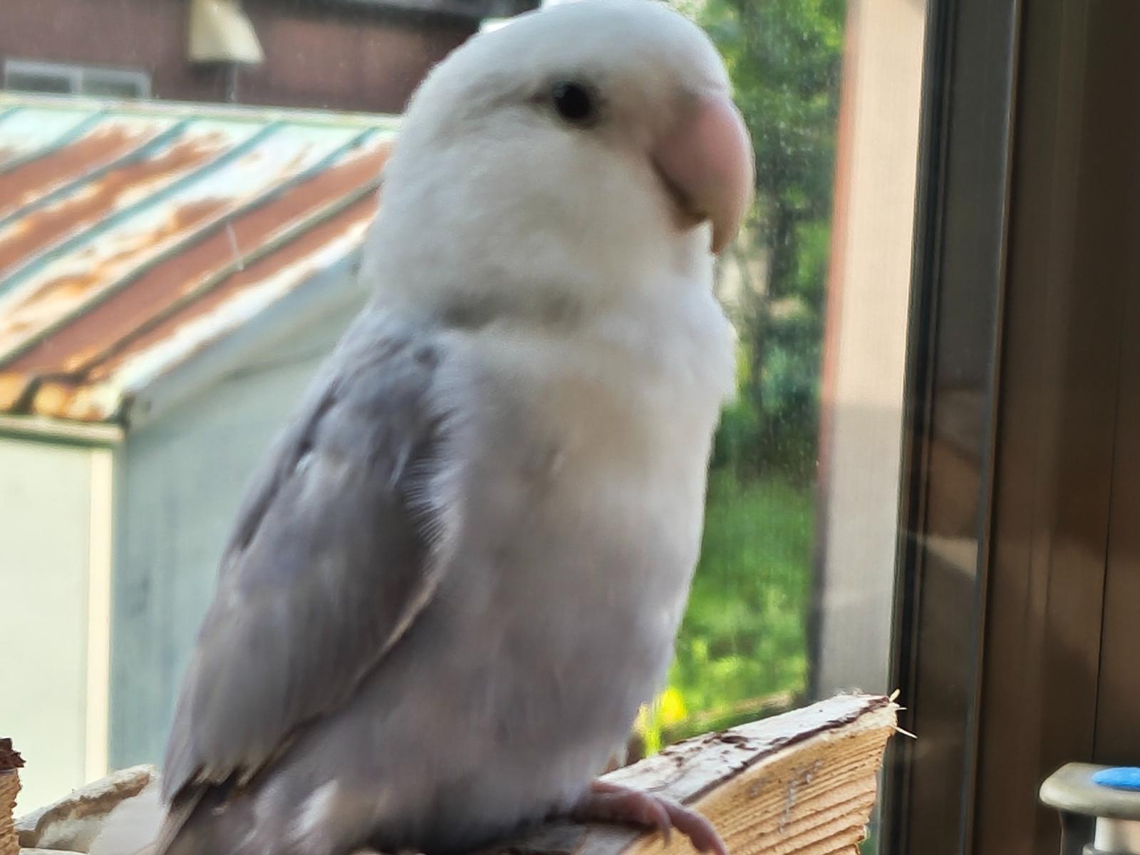 ももちゃん ももちゃん