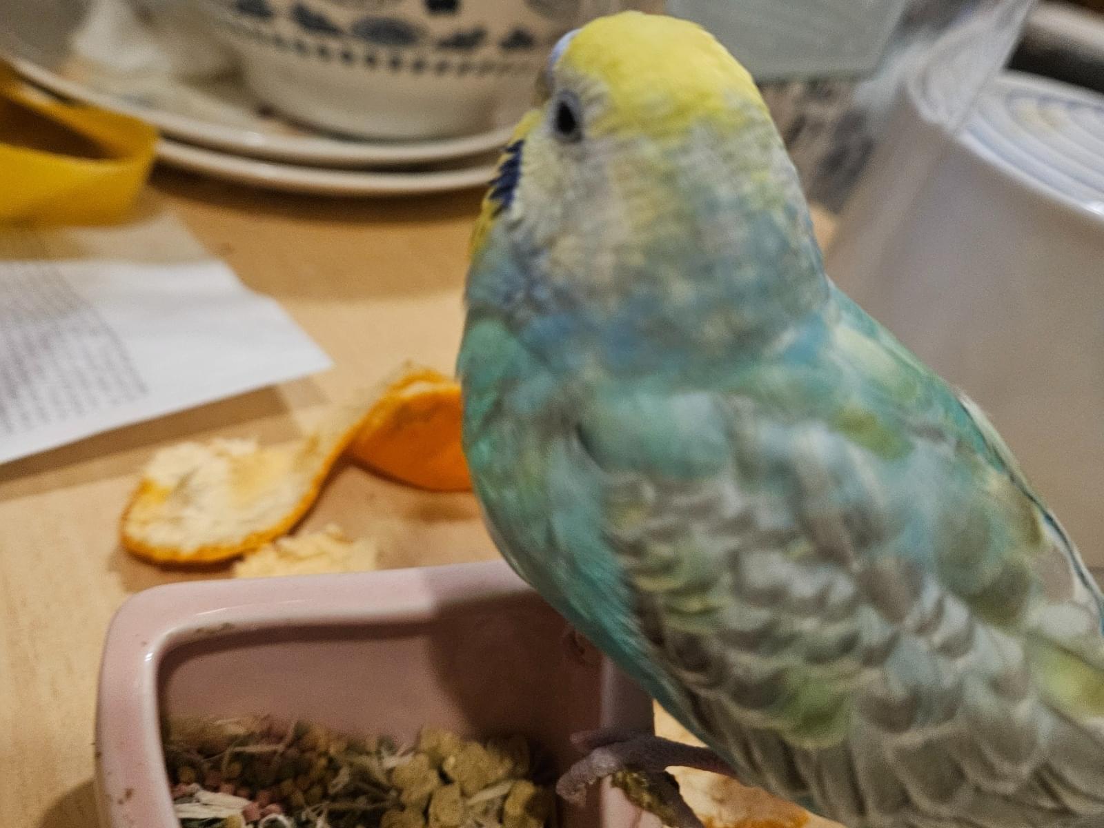 たいこうちゃん たいこうちゃん