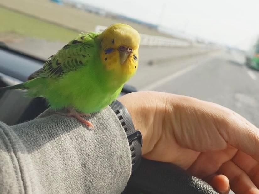 保護された鳥 保護された鳥