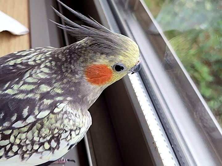 だいちゃん だいちゃん