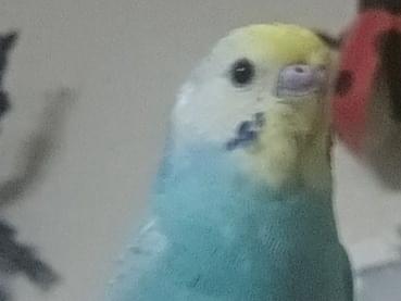 イーピヨちゃん イーピヨちゃん