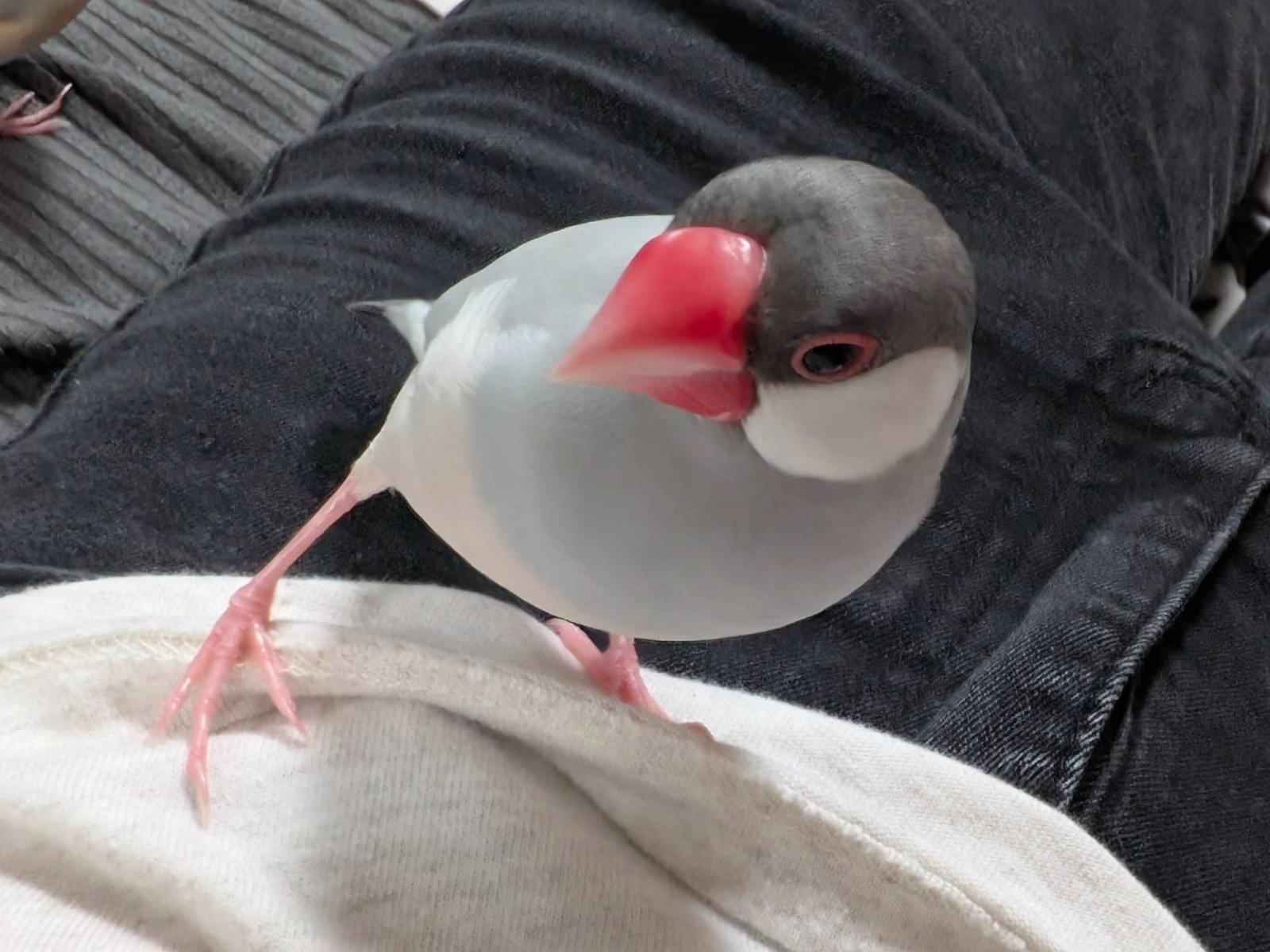 リィちゃん