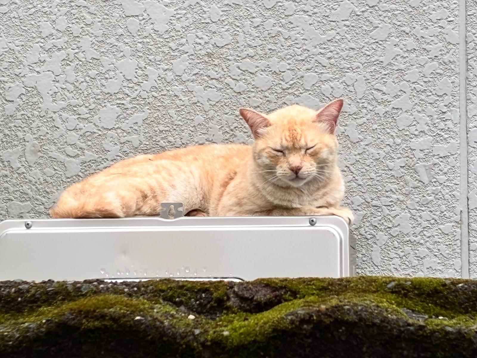 目撃された猫 目撃された猫