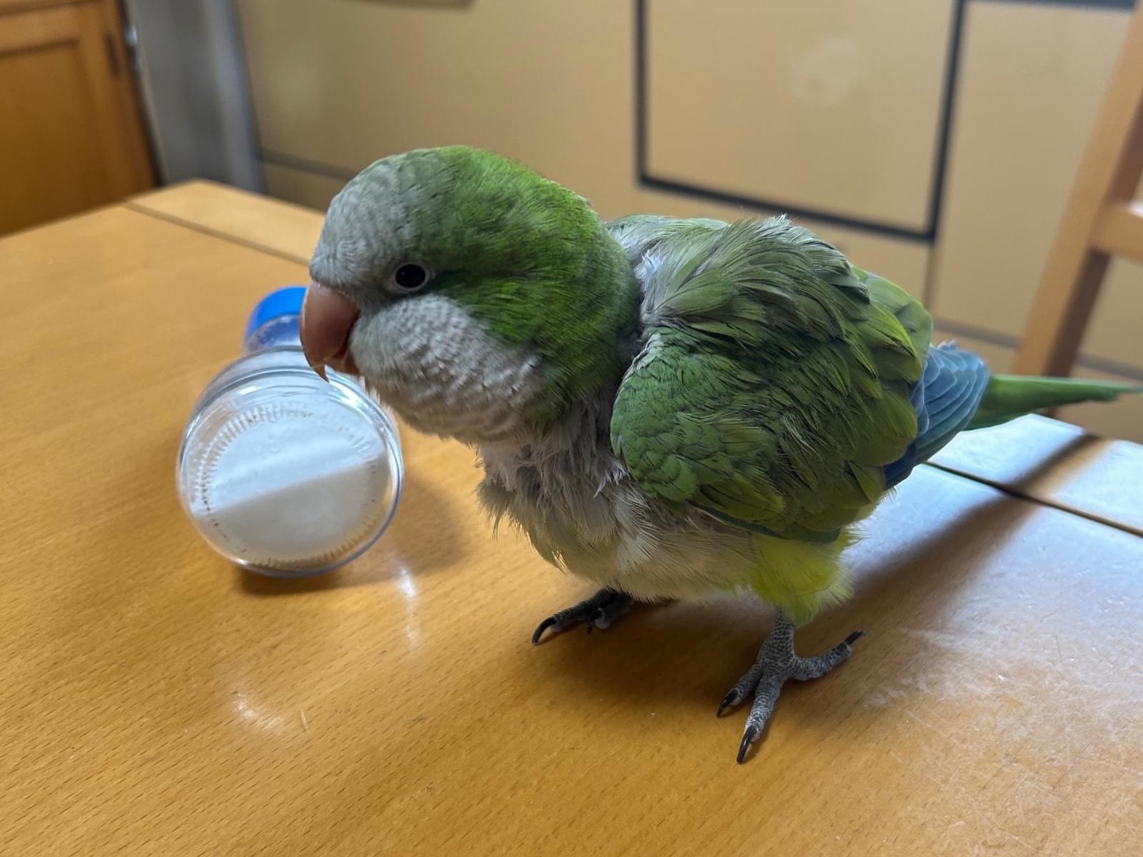 ムーチーちゃん ムーチーちゃん