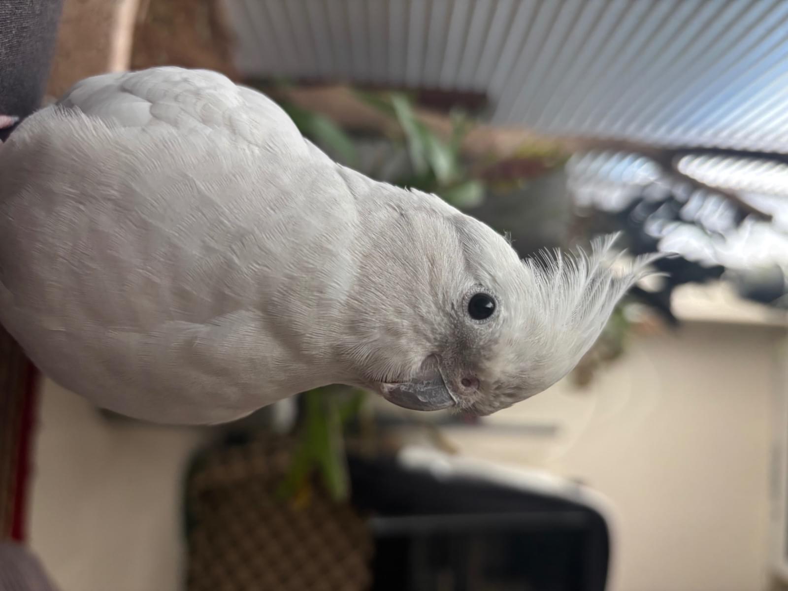 おかめちゃん