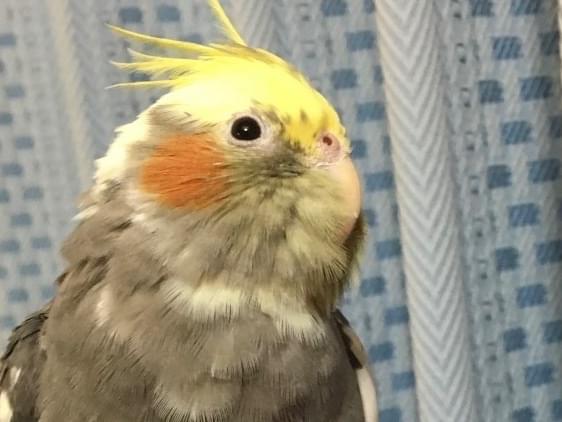 ペコちゃん ペコちゃん