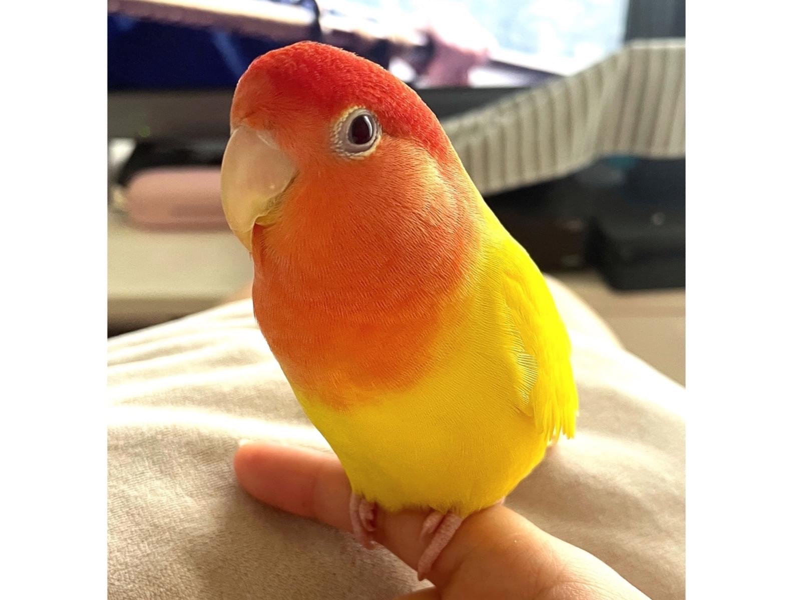 くぅちゃん くぅちゃん