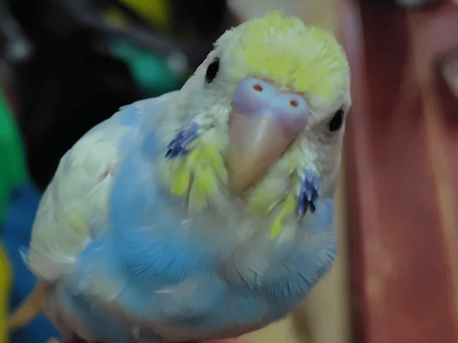 ふうちゃん