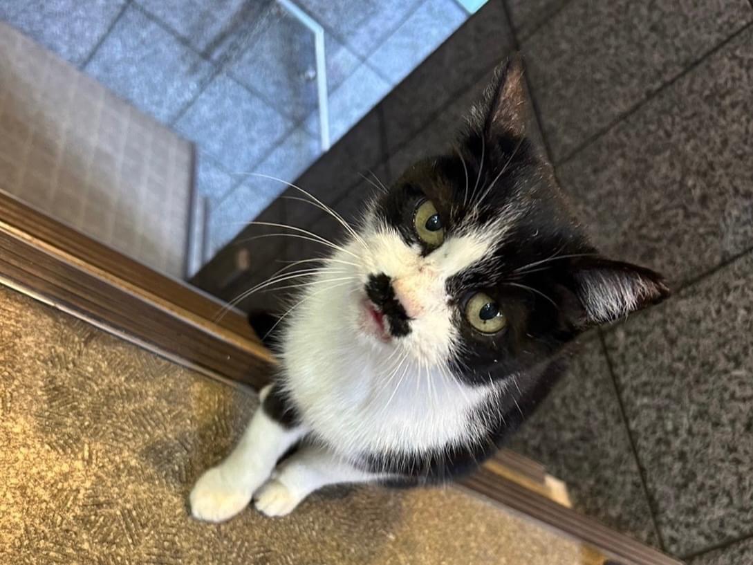 チャーリーちゃん チャーリーちゃん