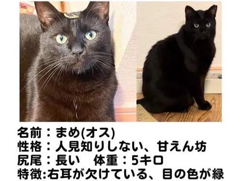 左耳カットしたオスの黒猫を探しています