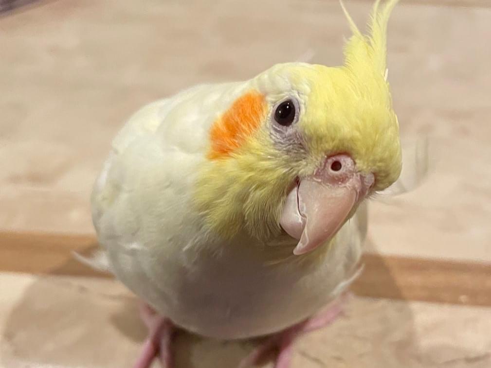 ロキちゃん ロキちゃん