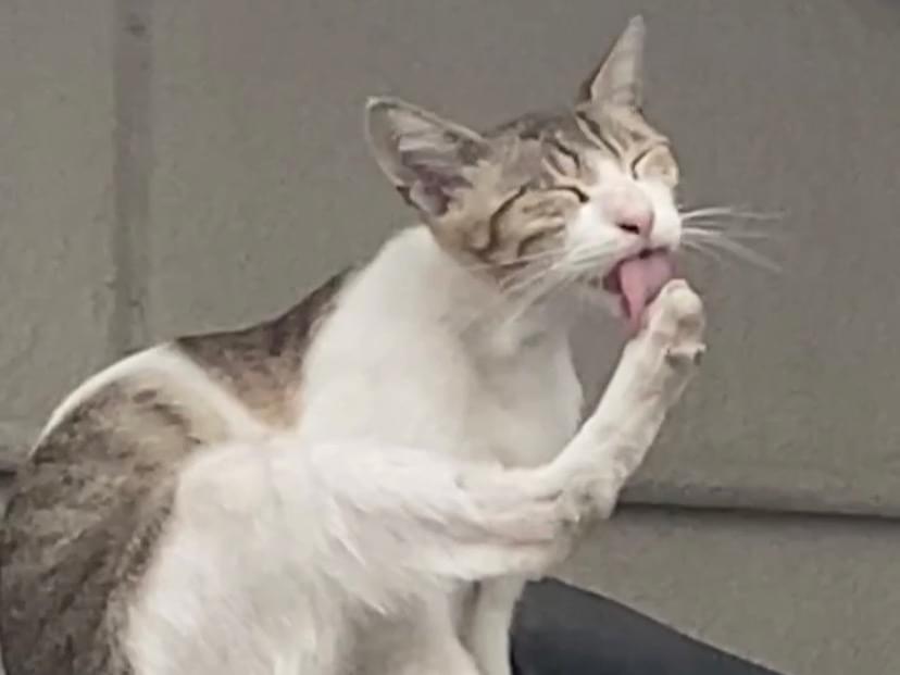目撃された猫 目撃された猫