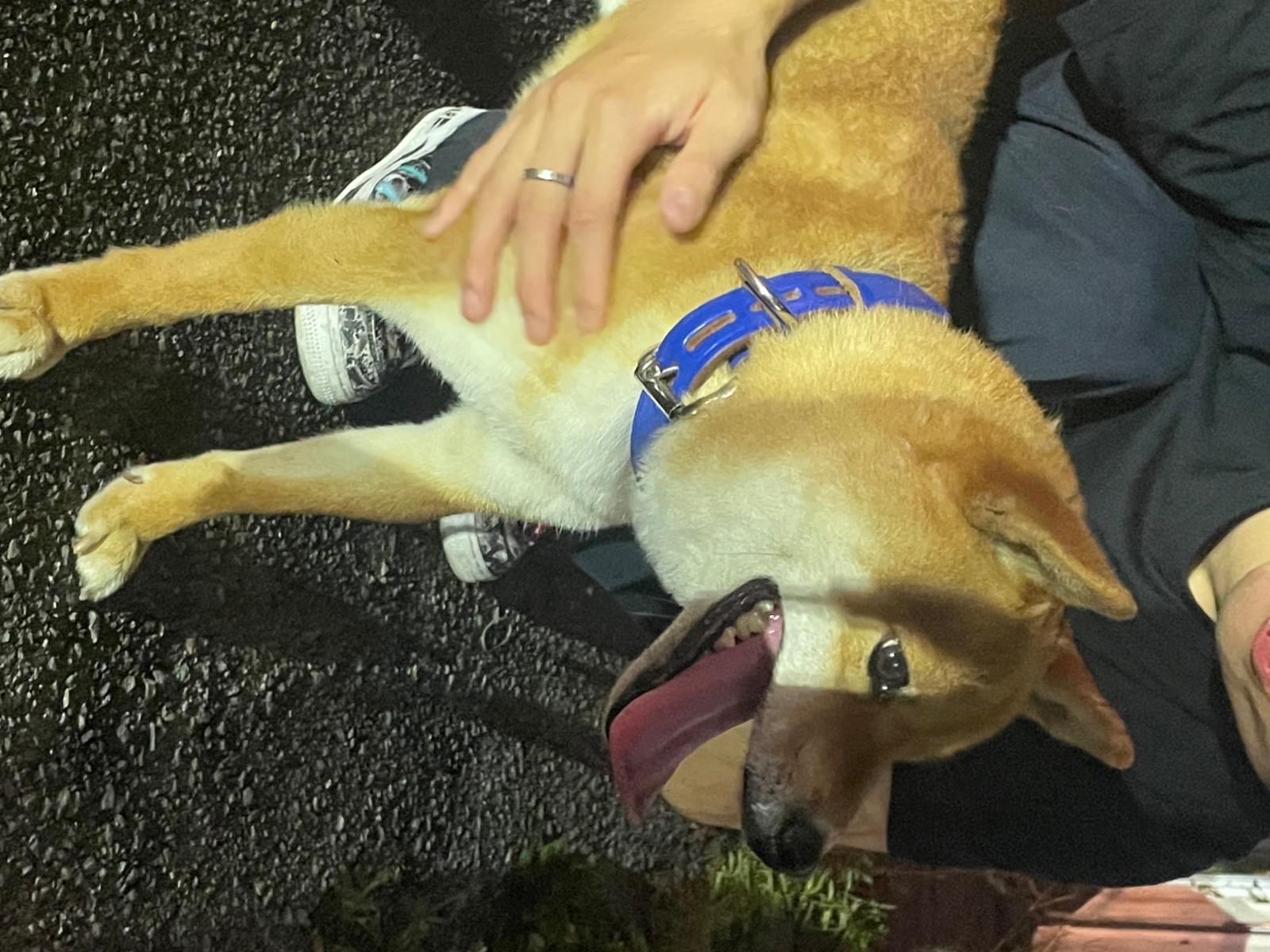 保護された犬 保護された犬