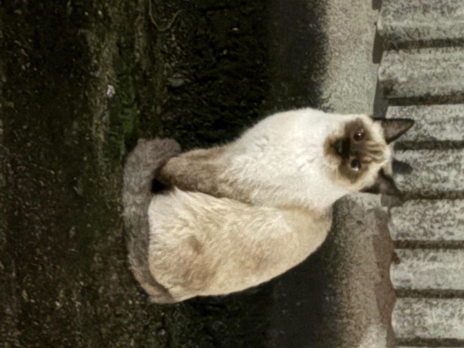 目撃された猫 目撃された猫