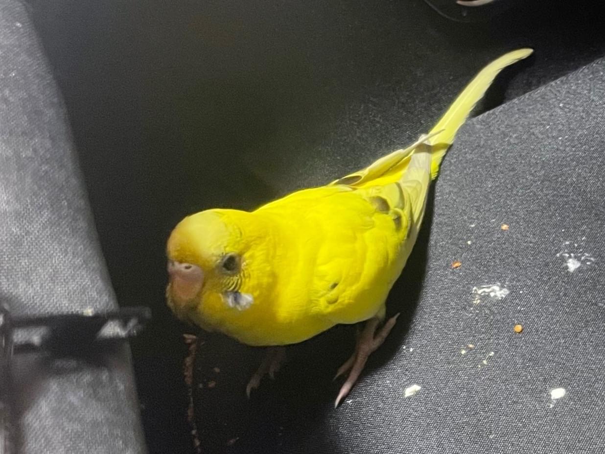 保護された鳥 保護された鳥