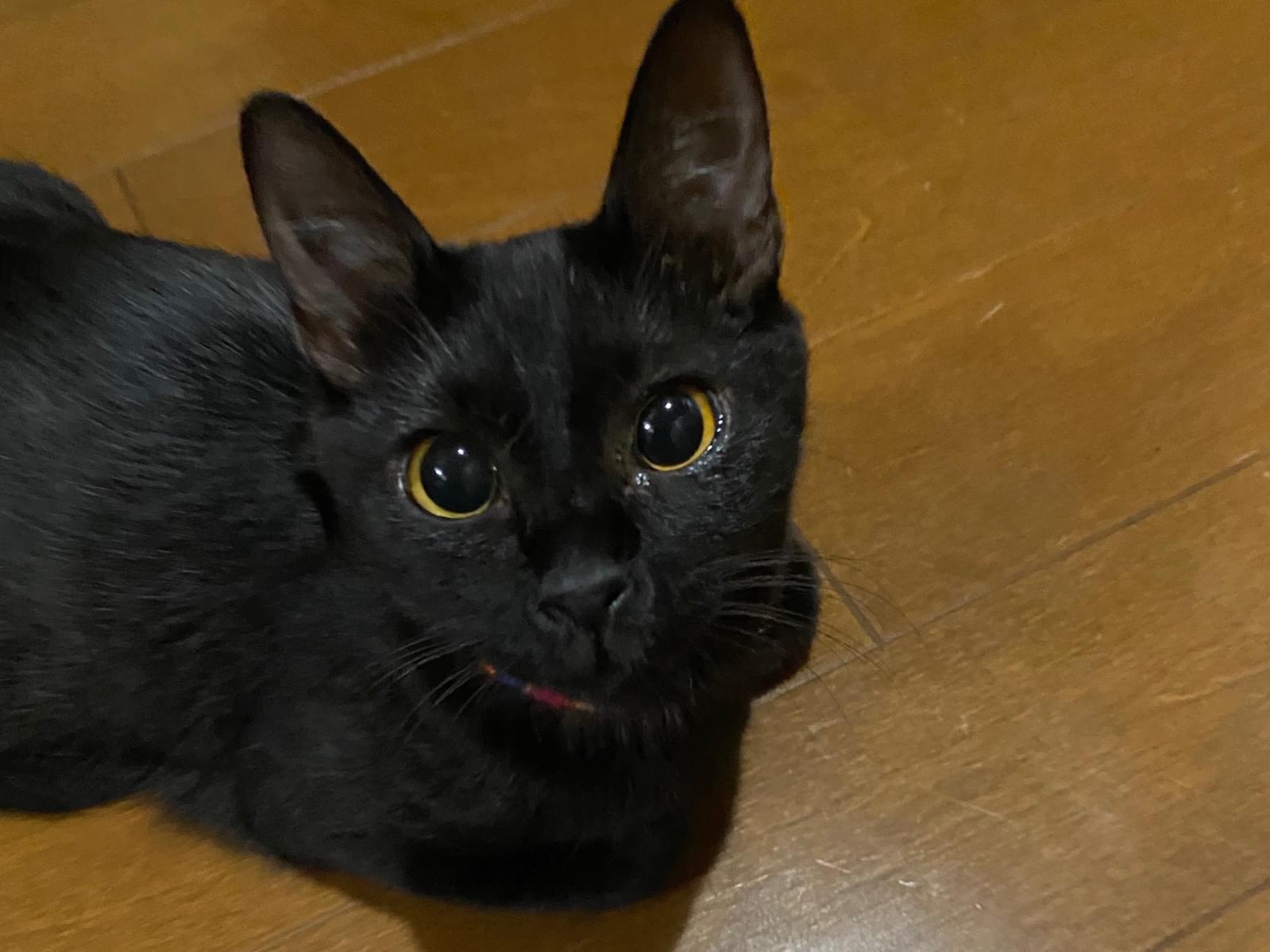 キャビアちゃん キャビアちゃん