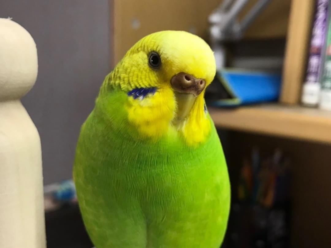 ずんだちゃん ずんだちゃん