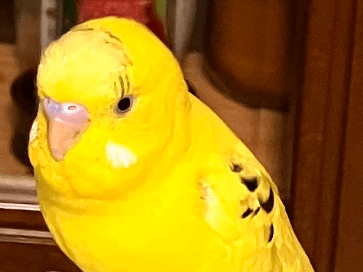 ピーちゃん ピーちゃん