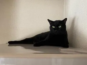 尻尾の先が太い 黒猫ジル