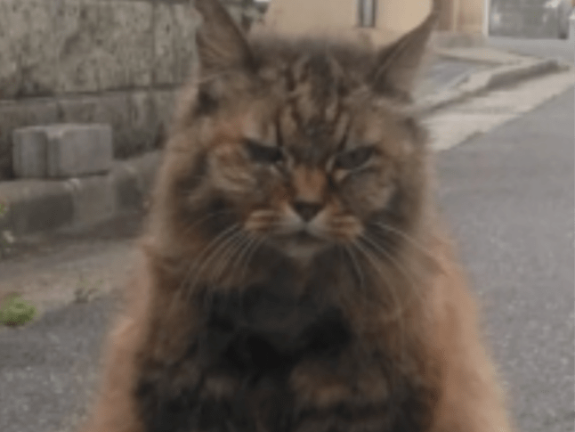 くろちゃん