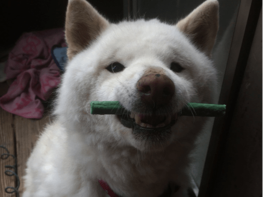 クーちゃん クーちゃん