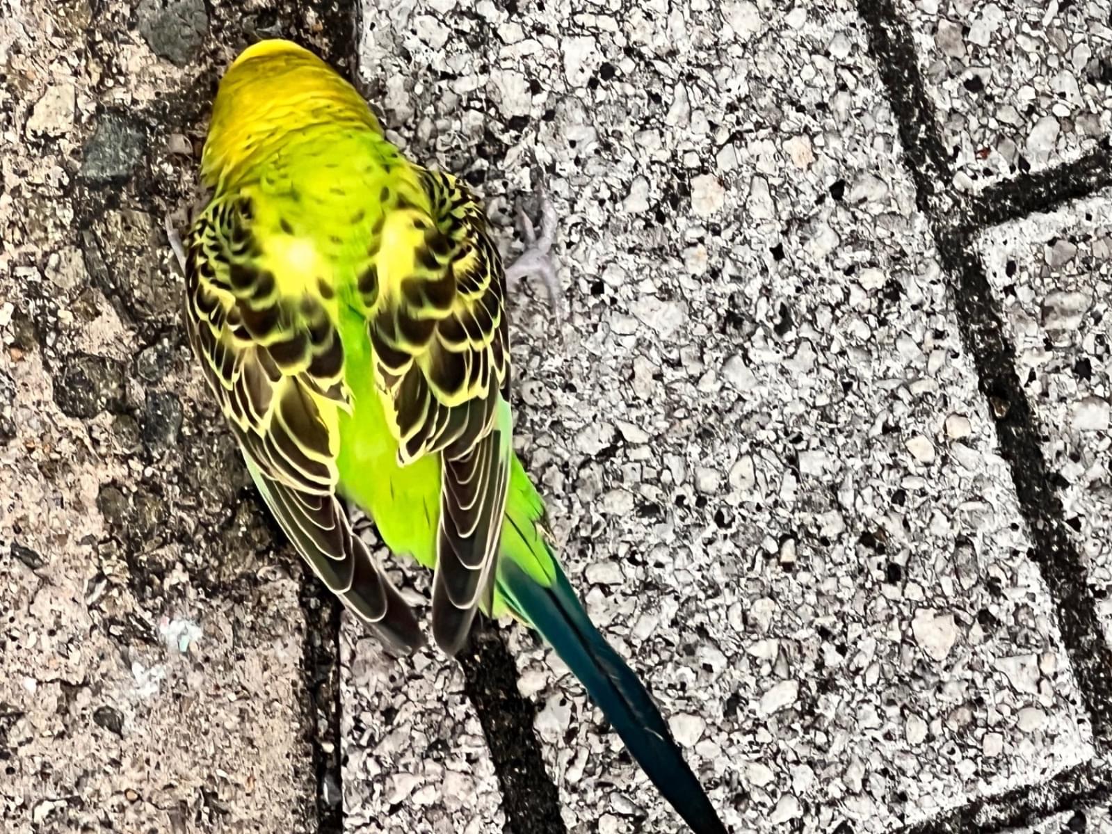 保護された鳥 保護された鳥
