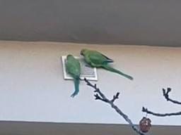 目撃された鳥 目撃された鳥