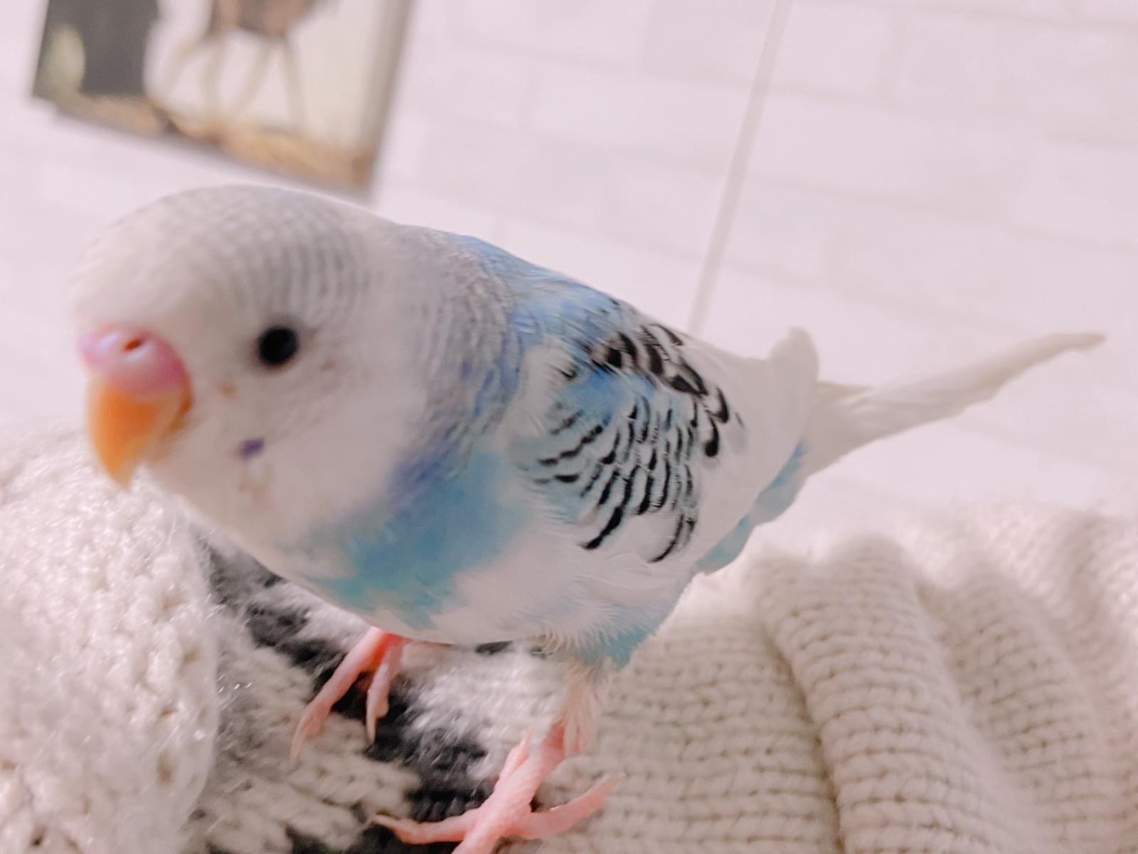 くうちゃん くうちゃん