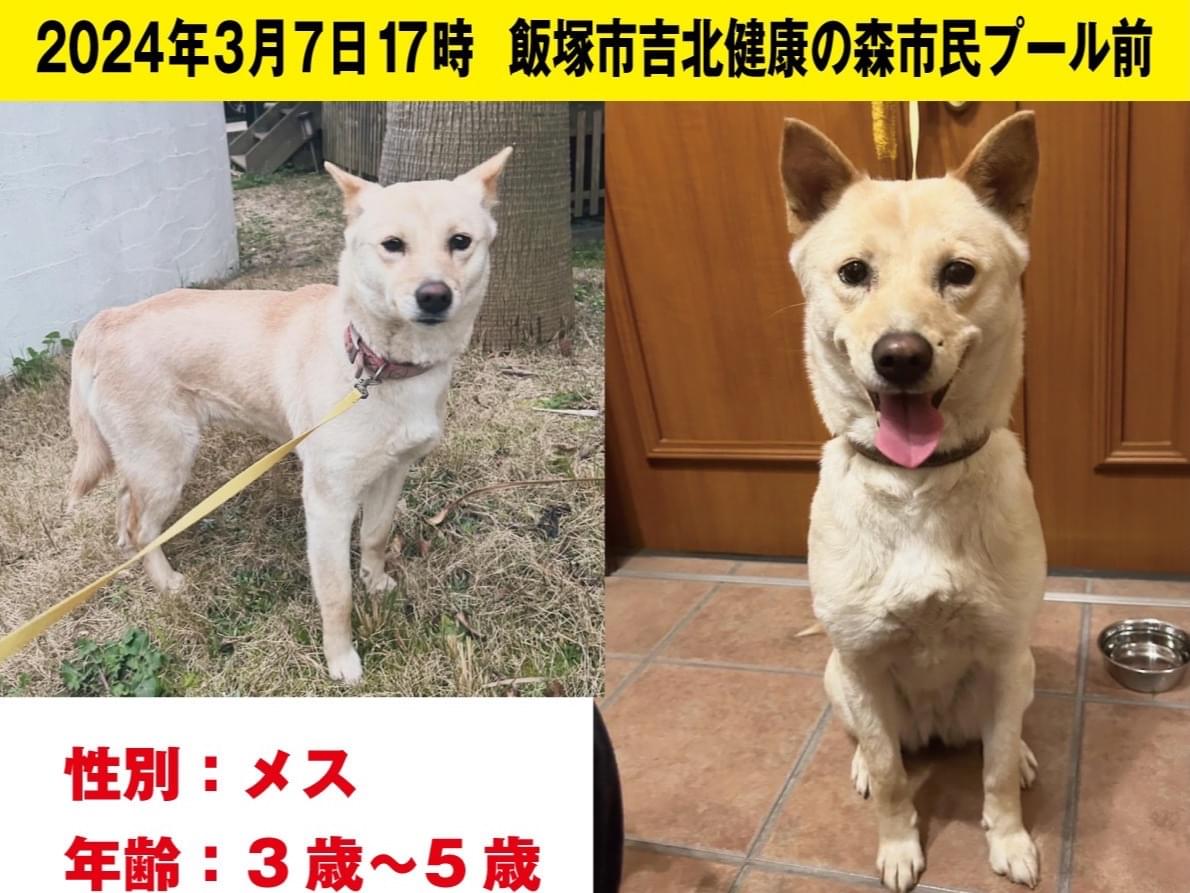 保護された犬 保護された犬