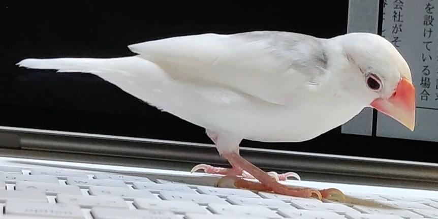 白文鳥(グレー羽根背中に混じり有)探しています