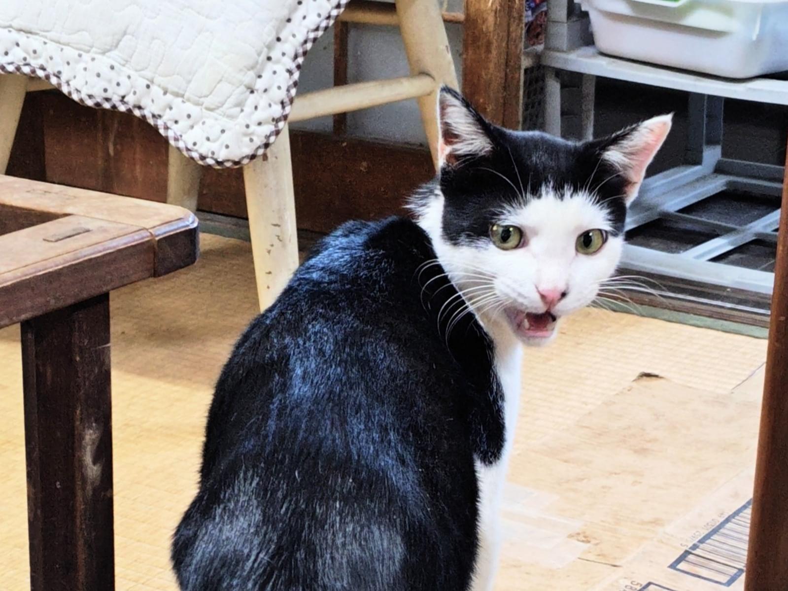 保護された猫 保護された猫