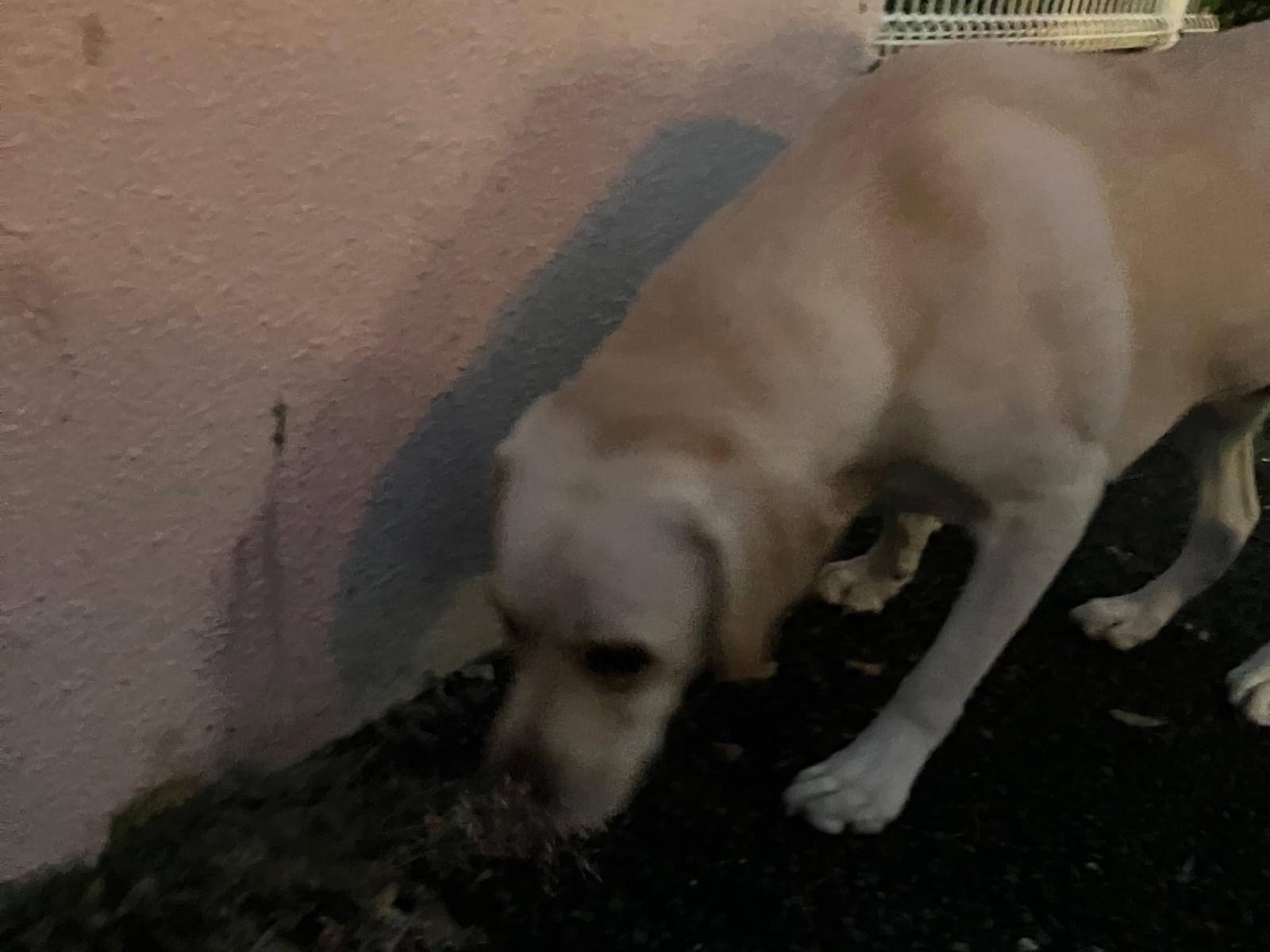 目撃された犬 目撃された犬