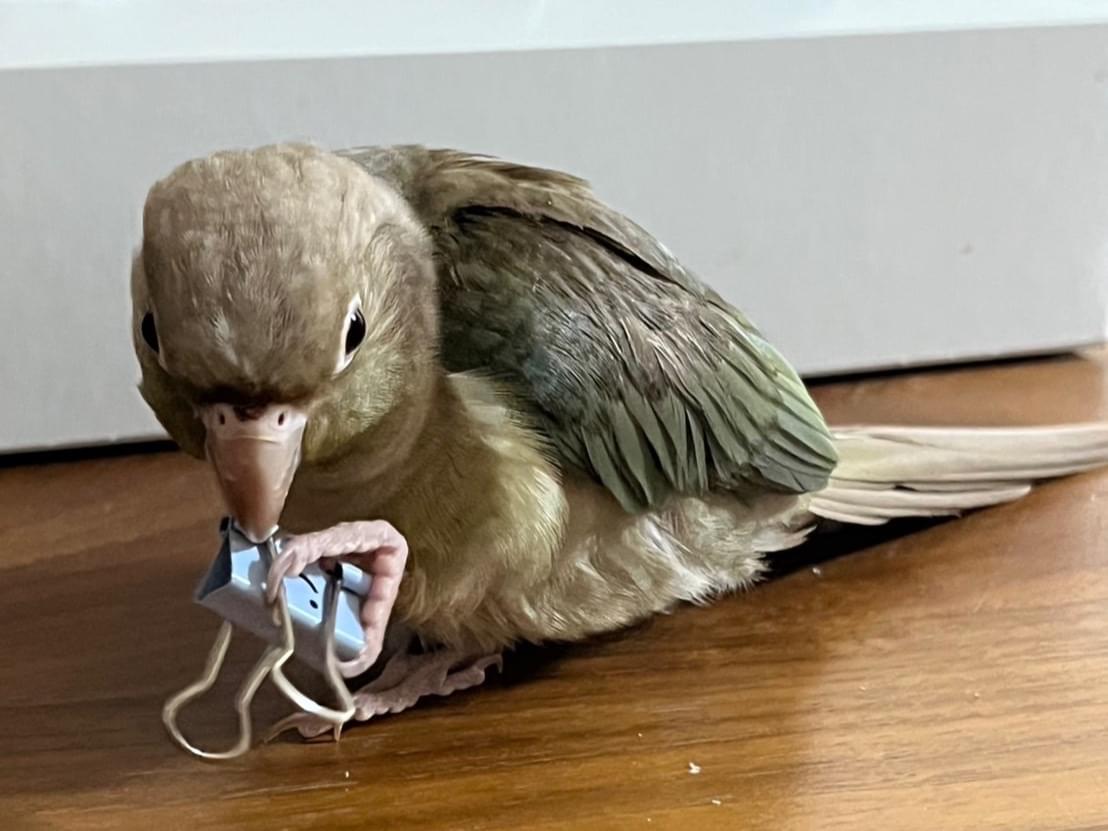 オクラちゃん オクラちゃん