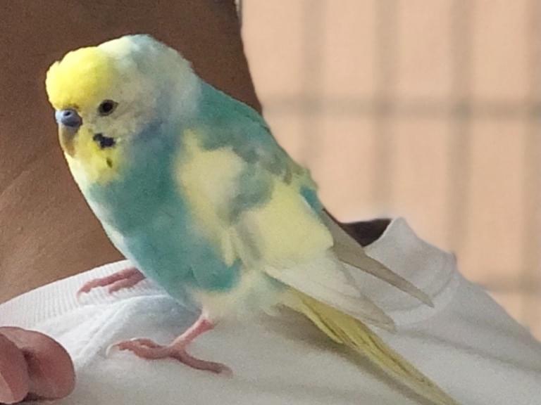 保護された鳥 保護された鳥