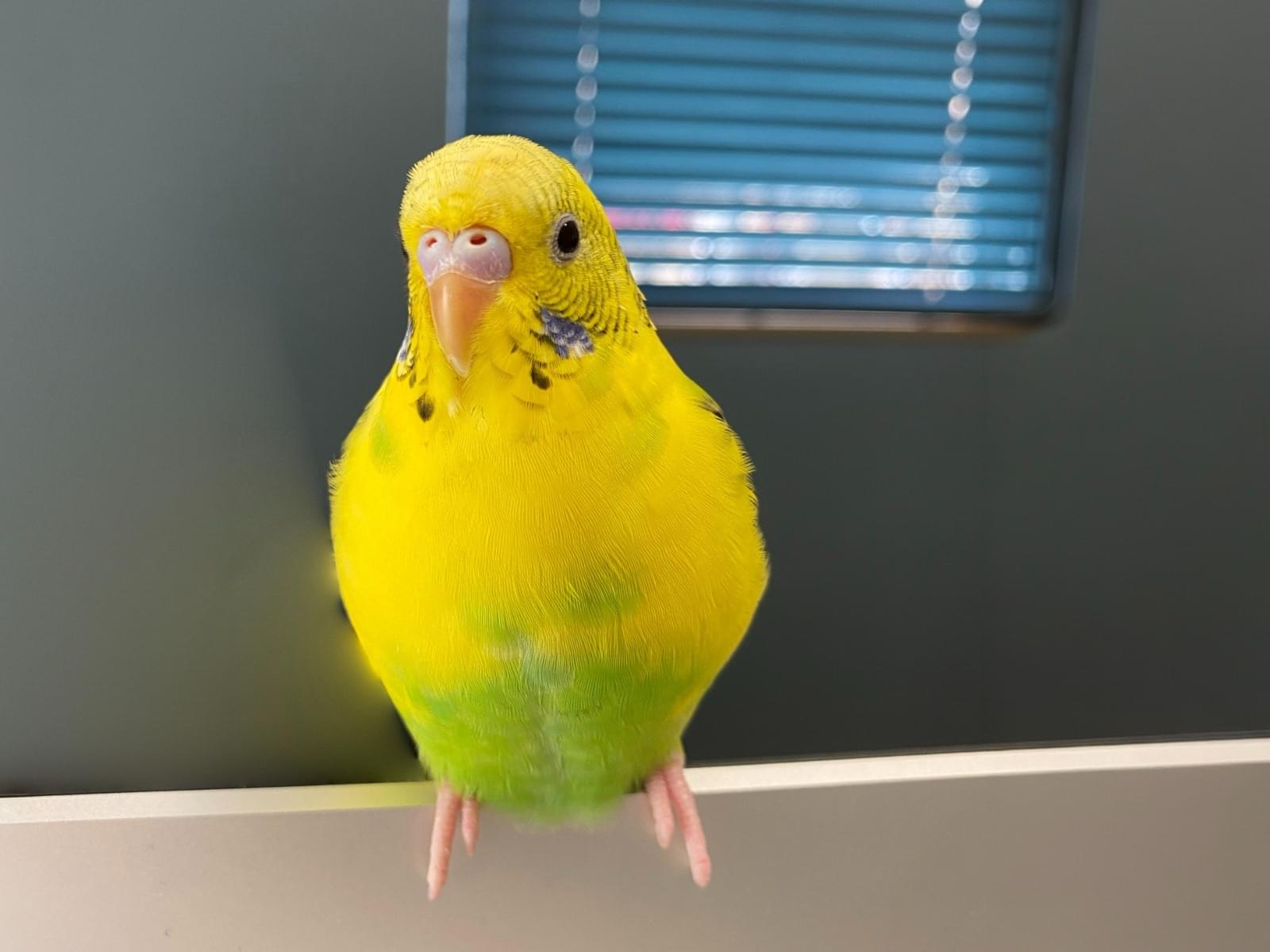 保護された鳥 保護された鳥