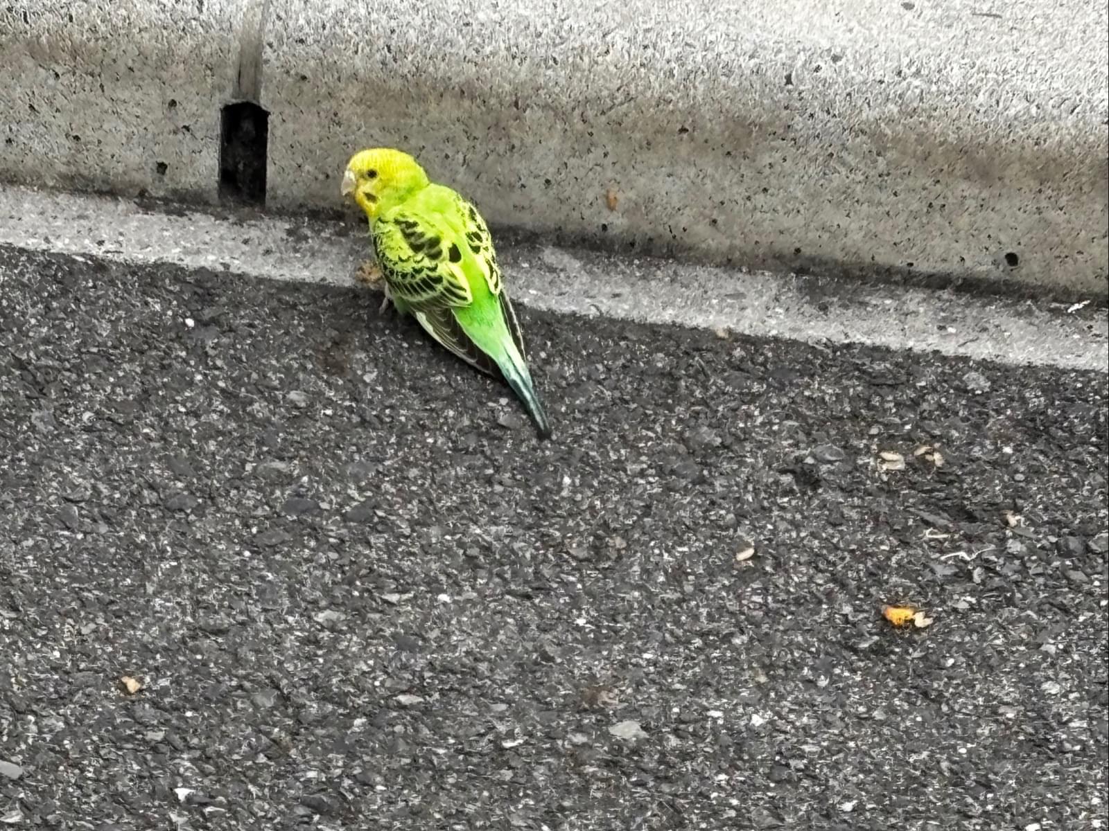 目撃された鳥