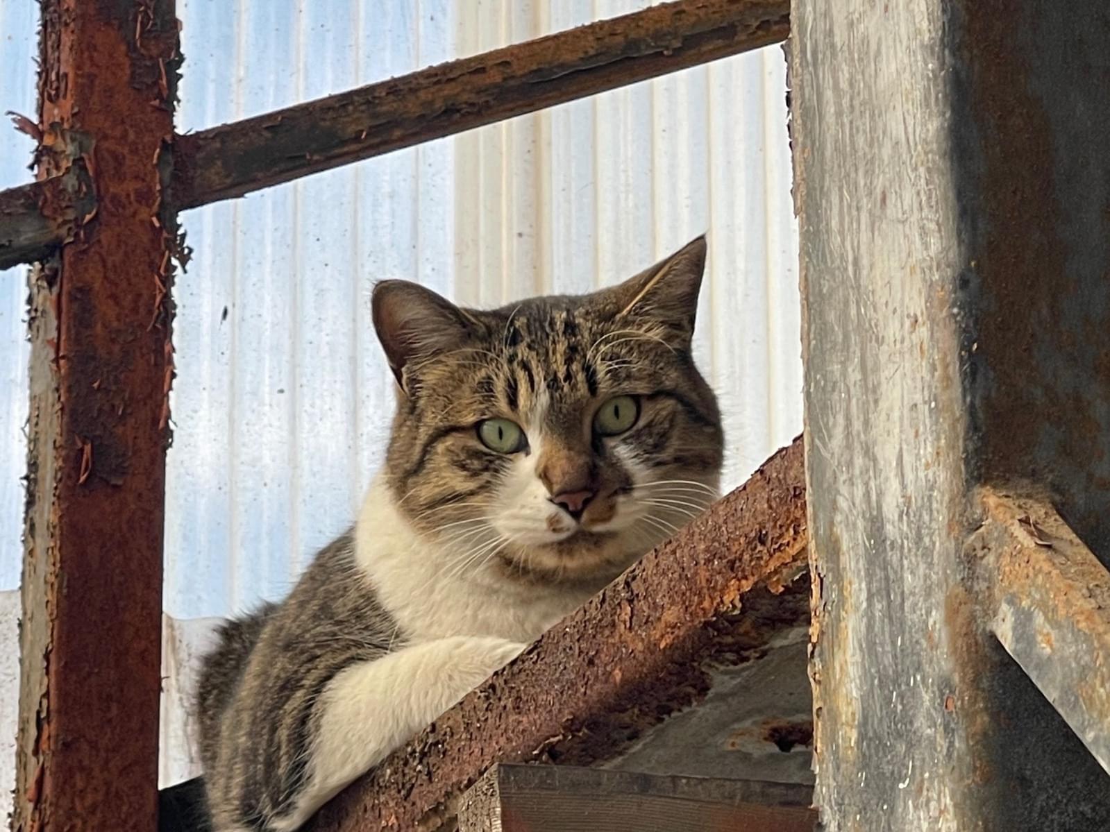 目撃された猫 目撃された猫