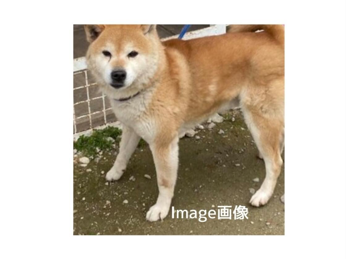 ゴンちゃん ゴンちゃん