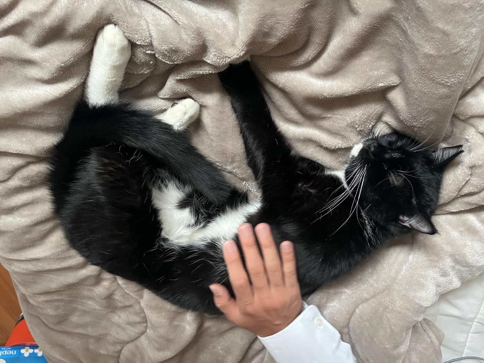 暖十郎 だんじゅうろうちゃん