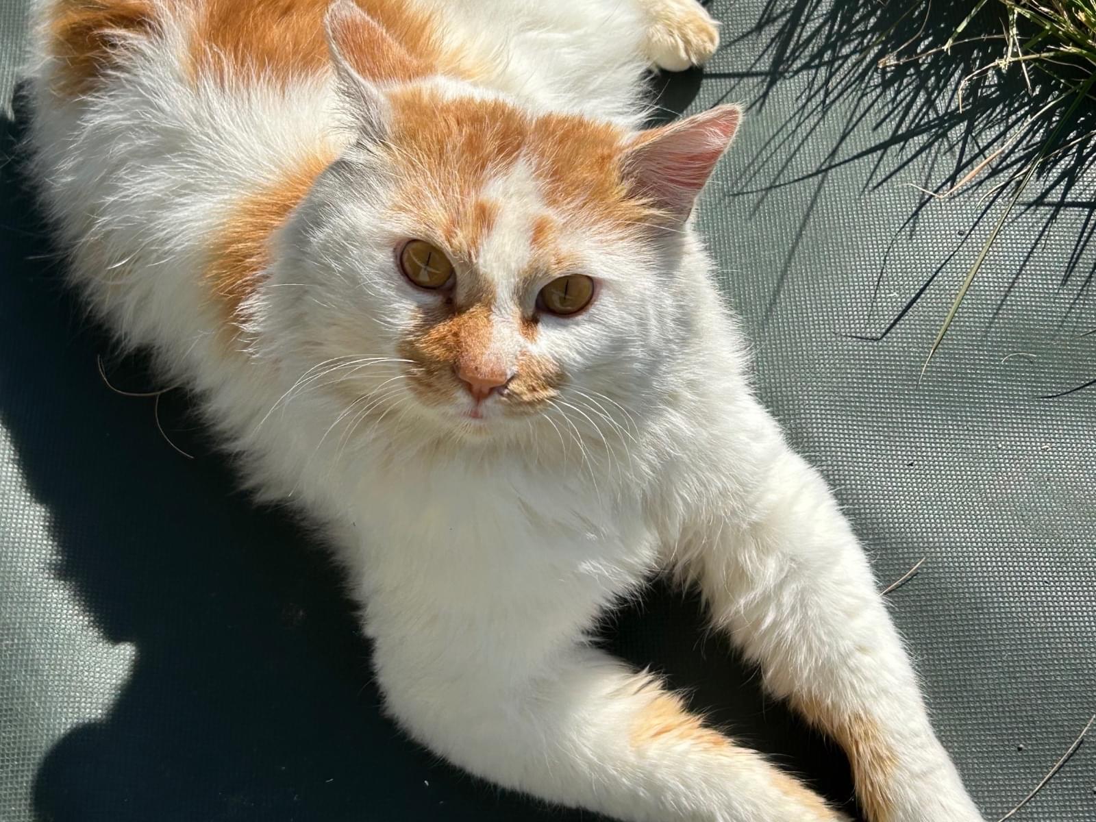 目撃された猫 目撃された猫