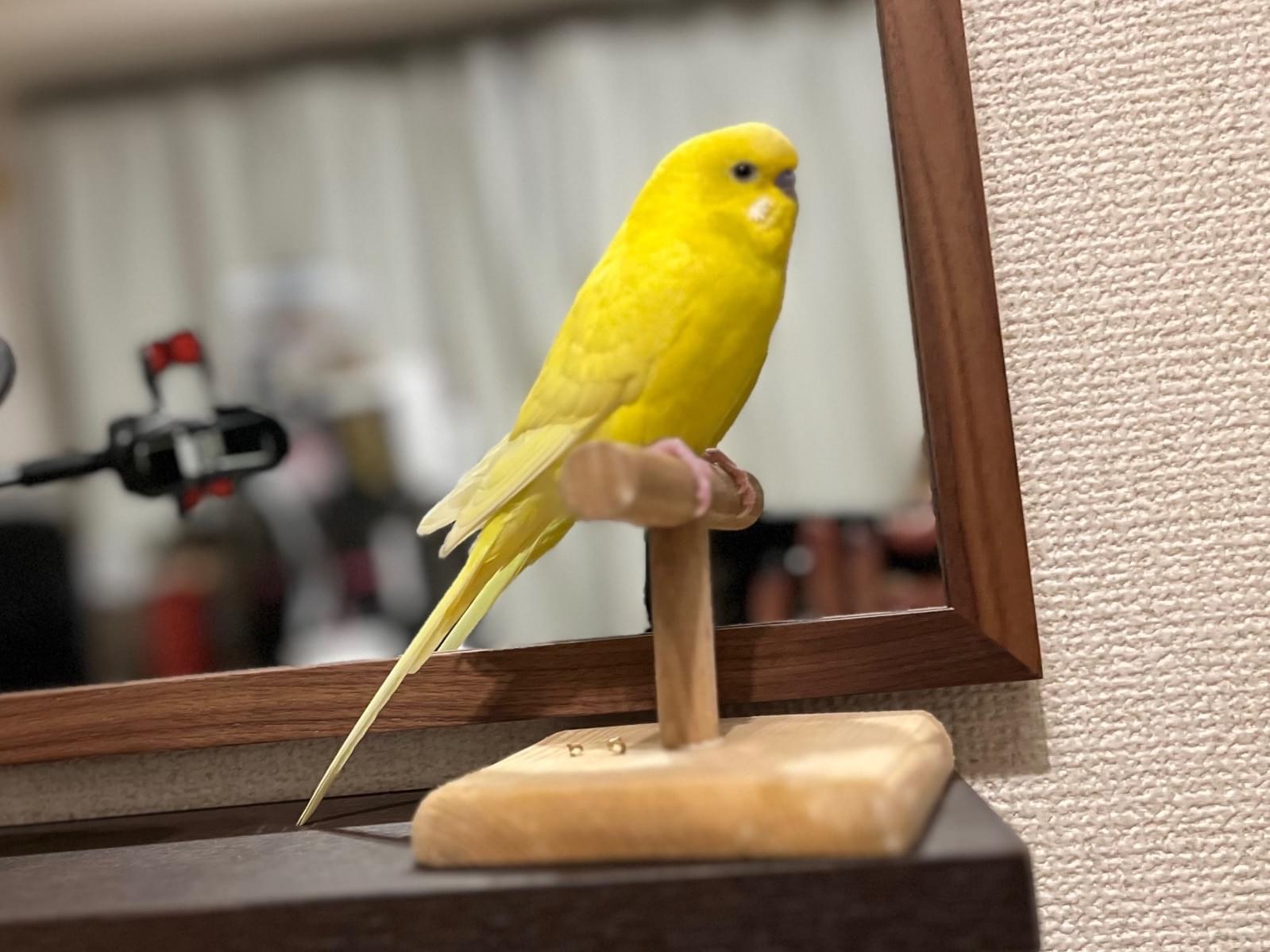 せとちゃん せとちゃん