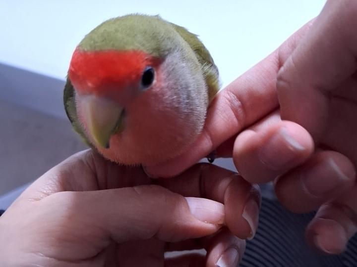 いろはちゃん いろはちゃん