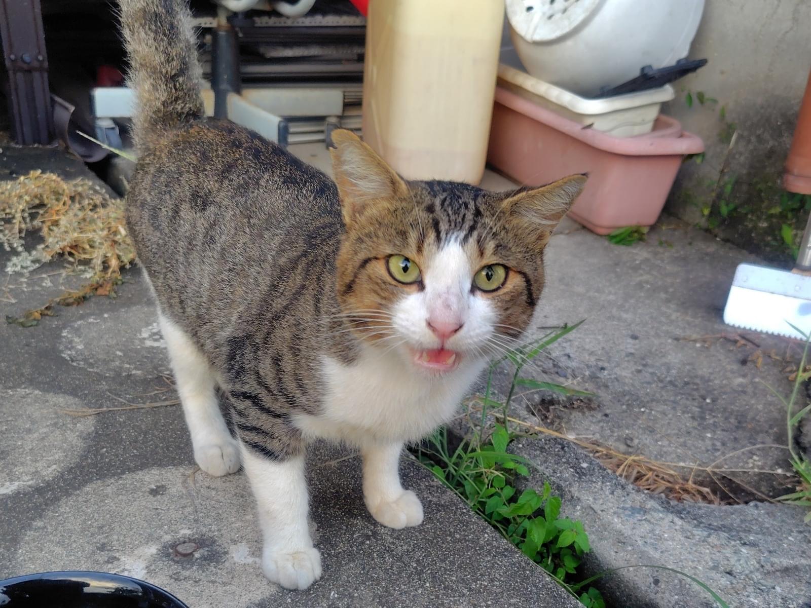 目撃された猫 目撃された猫