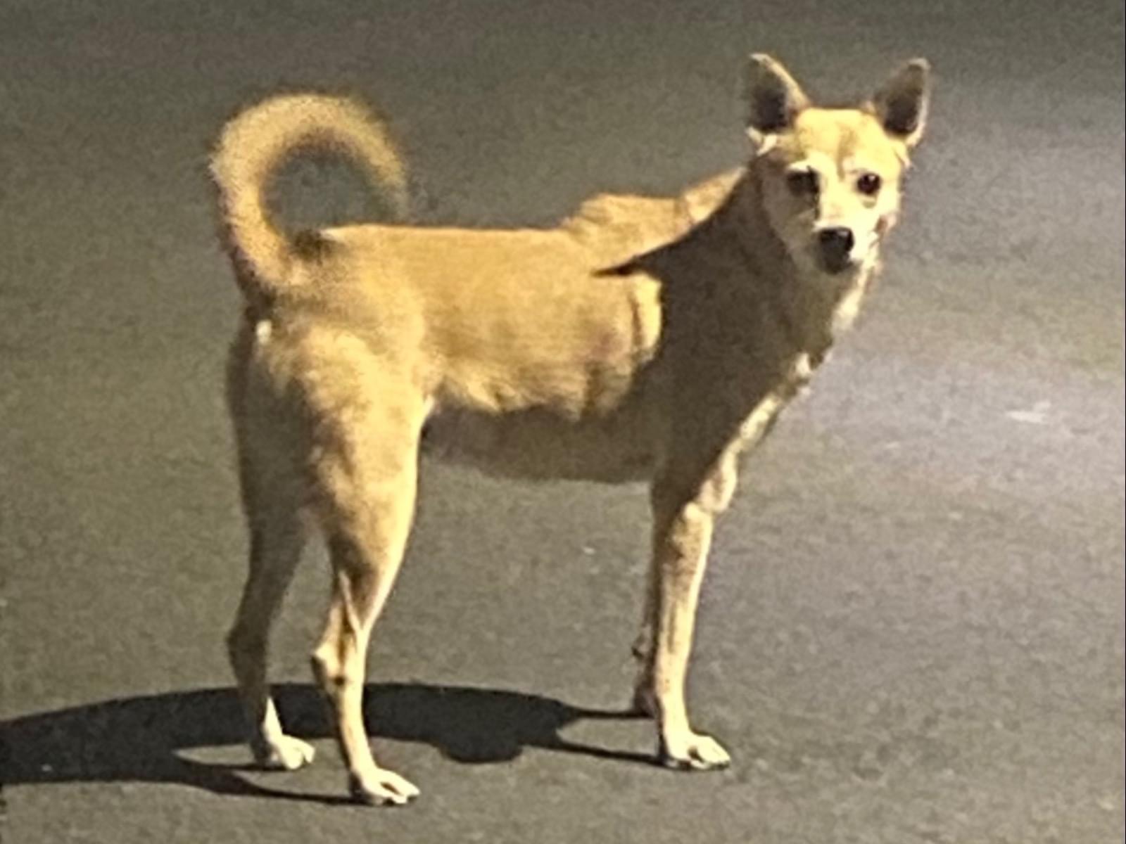 目撃された犬 目撃された犬