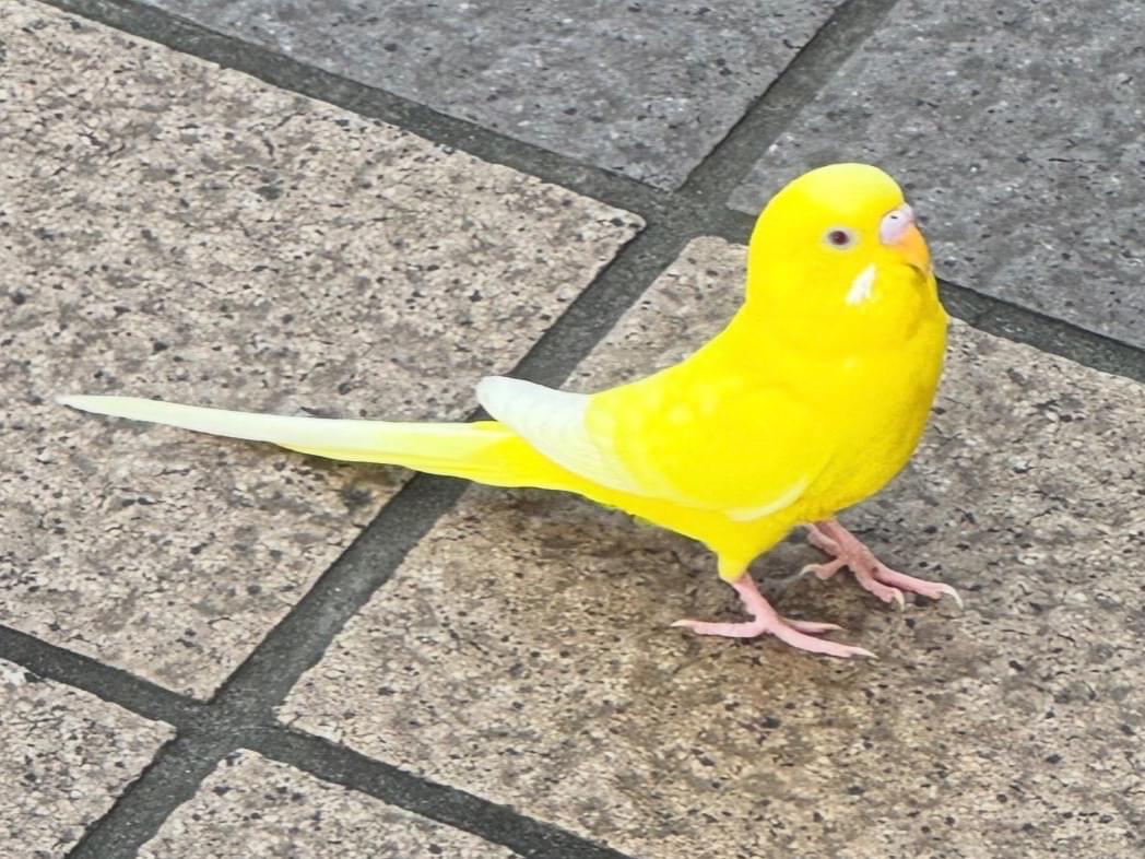 目撃された鳥 目撃された鳥